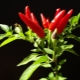 Co jsou chilli papričky a jak je pěstovat?