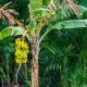 Was sind Bananenpalmen und wie werden sie angebaut?