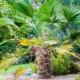 Co jsou vějířové palmy a jak je pěstovat?