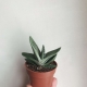 What is Gasteria and how to grow it?