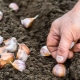 What kind of soil does garlic like when planting in the fall?