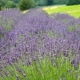 What kind of soil does lavender like?
