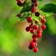 Røde fuglekirsebær og træk ved dens dyrkning