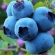 Blåbærsorter med stor frugt