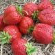 Aardbeienrassen met grote vruchten