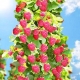 Hindbærtræ - en liste over sorter