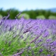 Overview of types and varieties of lavender