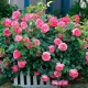 Blumenbeetdekoration mit Rosen