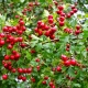 Features of single-footed hawthorn and its cultivation