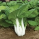 大白菜的特点及其栽培