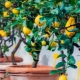 柠檬树的特点及其栽培