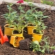Características de plantar verbena en campo abierto.