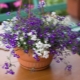 Features of room verbena and its cultivation