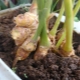 Features of growing ginger at home