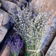 The difference between lavender and lavender
