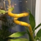 Why does bamboo turn yellow and what to do?