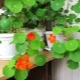 Why is nasturtium not blooming and how to fix it?