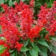 Why salvia does not bloom and what to do?