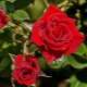Warum wachsen Rosen schlecht und was tun?
