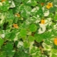 Warum färben sich die Blätter der Kapuzinerkresse gelb und was tun dagegen?