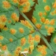 Why does mountain ash turn yellow in summer and what to do?
