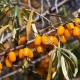 Perché le foglie di olivello spinoso ingialliscono e cosa fare al riguardo?