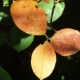 Why do the leaves of the chokeberry turn yellow?