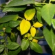 Warum werden die Blätter einer Zimmerrose gelb und was tun?