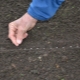 Planting carrots in the open ground in spring