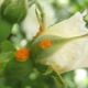Oorzaken van het verschijnen van roest op rozen en de behandeling ervan