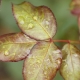 Signs and treatment of chlorosis in roses
