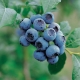 Tidlige blåbærsorter