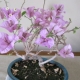 Varieties of bougainvillea and its cultivation