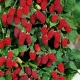 De største og sødeste sorter af hindbær