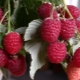 De sødeste varianter af remontant hindbær