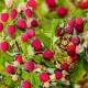 De mest produktive sorter af remontant hindbær