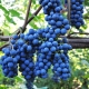 Modré odrůdy hroznů