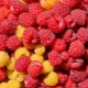 Søde hindbær - en liste over sorter