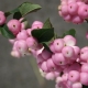 Snowberry s růžovými bobulemi