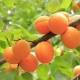 Gemeenschappelijke abrikozenrassen en teelt