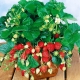 Sorten von ampelartigen remontierenden Erdbeeren