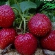 Sorte jordbær sorter