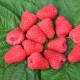 Varianter af store remontante hindbær