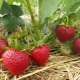 Varianter af storfrugtede remontante jordbær