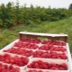 Højtydende hindbærsorter