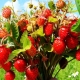 Småfrugtede jordbærsorter