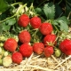 Variétés de fraises restantes