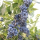 Høje blåbærsorter