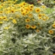 Types of heliopsis variegated and its cultivation