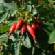 Types and varieties of rose hips